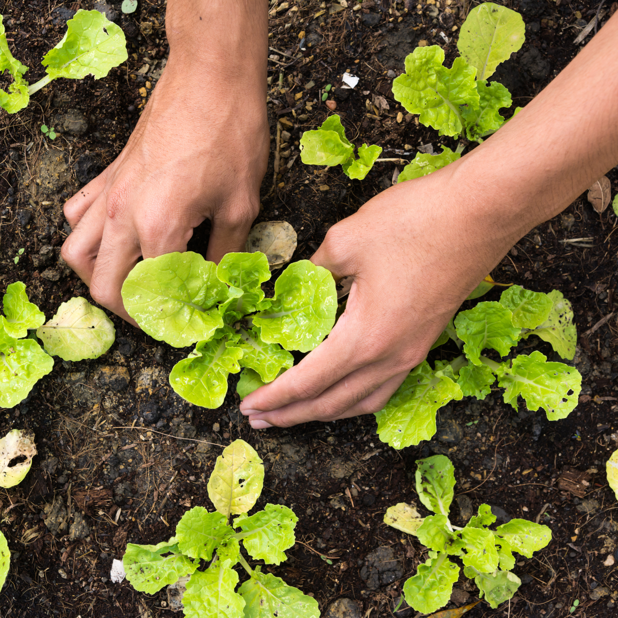 Potager intérieur ou jardin traditionnel : que choisir ?