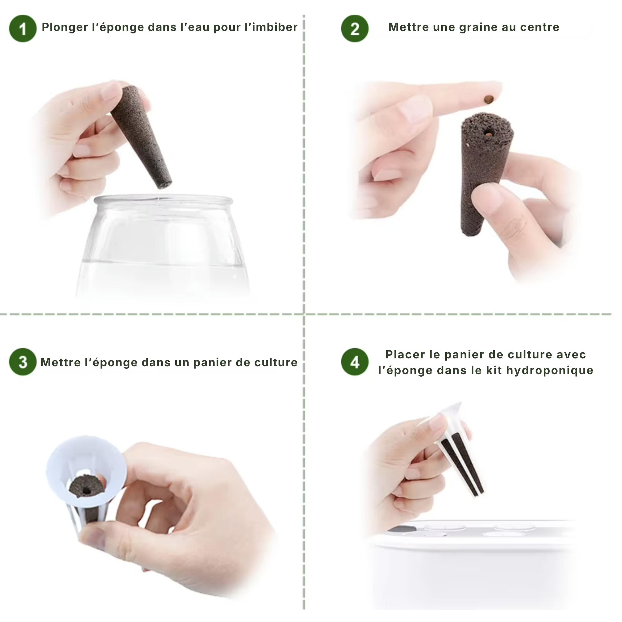 Éponges de cultures